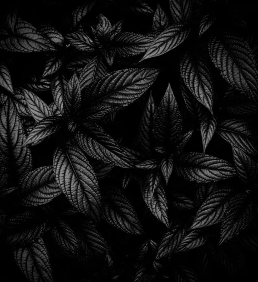 Tatouage de Pavillon Rouge Tattoo